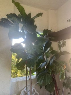 Preciosos árboles 3