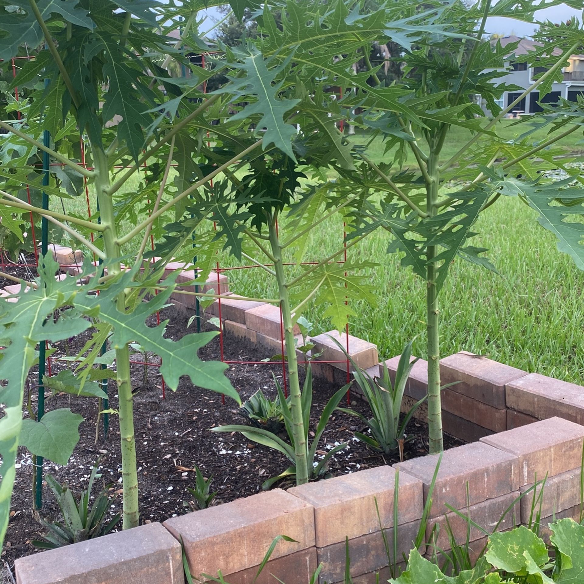 Papaya Tree