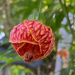 (23)  Chinese lantern 5gal for $20, & 1gal for$13