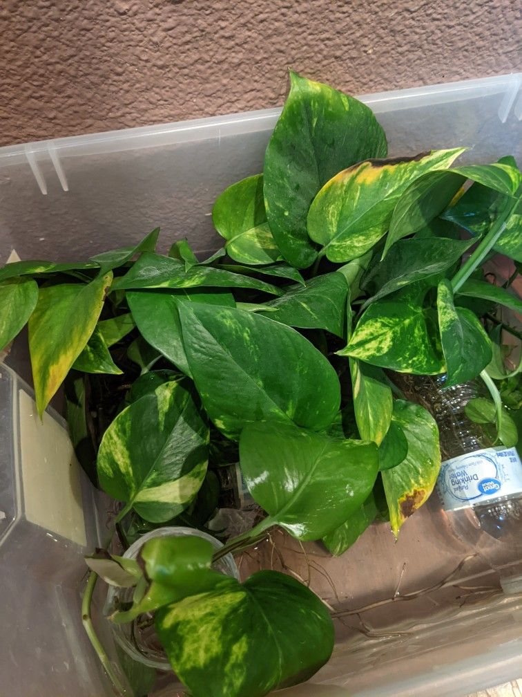 Pothos (Easy Aquarium Plant)
