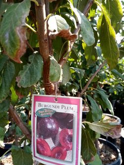 Variedad De Plantas