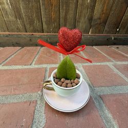 Sweetheart Plant