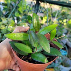 Hoya Rosita In 4" Pot