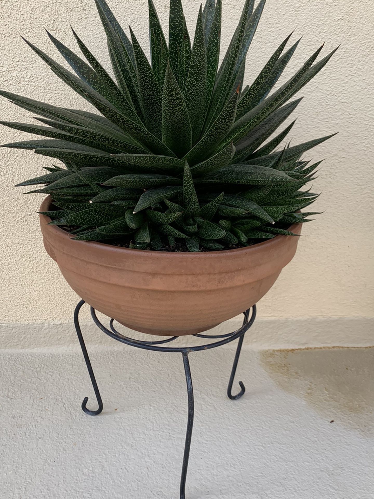 Large Poted Succulents with Stand