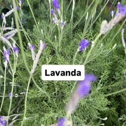 💜 Plant: Lavanda (Lavender)