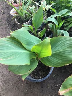 Cannas