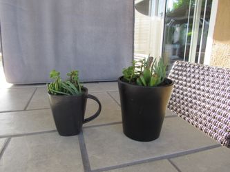 Set Of Black Cup & Black Garden Pots With Succulents
