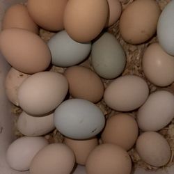 Fresh Farmed Eggs 