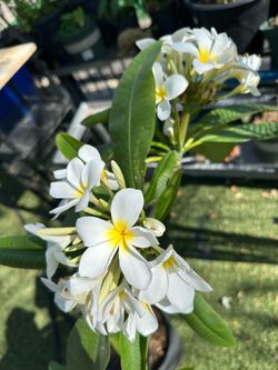 Rooted plumeria
