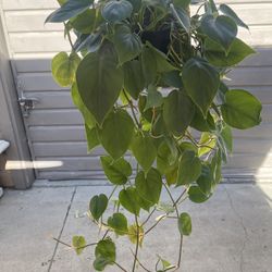 8” Heart Leaf Philodendron