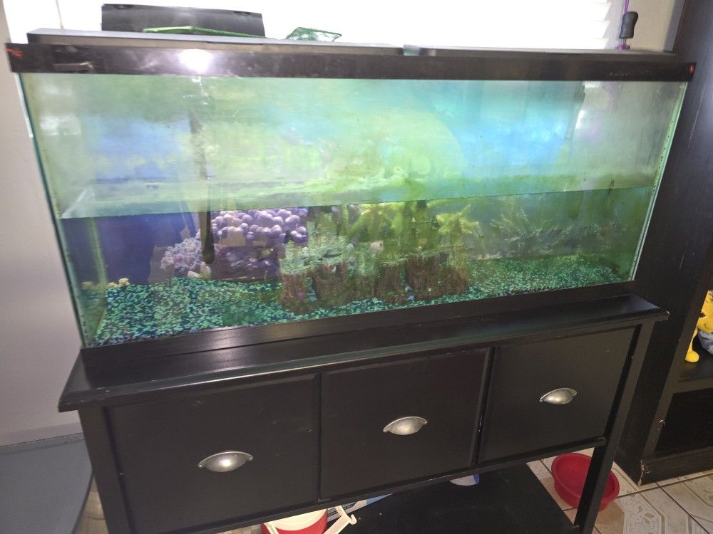 Fish Tank 