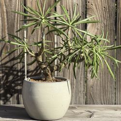 tylecodon paniculatus dinteri.         Cactus Succulents Aloe Agave Euphorbia 