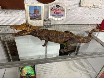 Taxidermy caminan