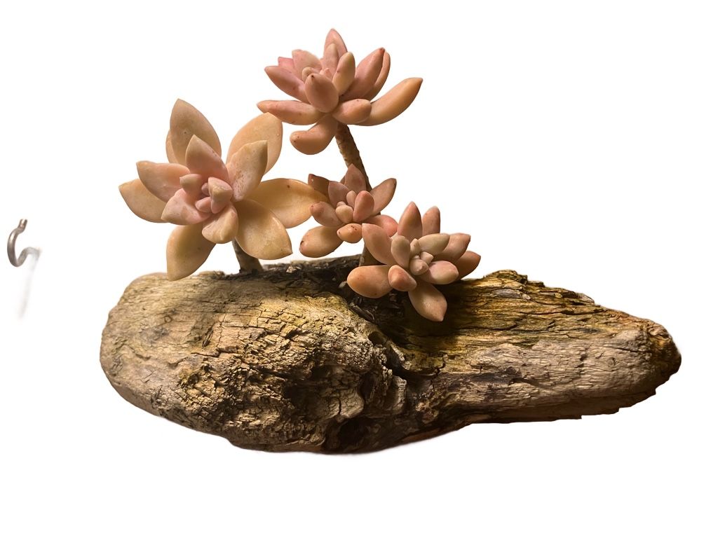 Outdoor Driftwood Succulent Planter Decoration