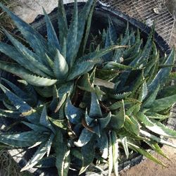 Aloe Vera Any Size 2 For $3