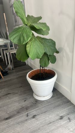 Beautiful Big Size Live Plant on a contemporary White Ceramic Planter - Like New!