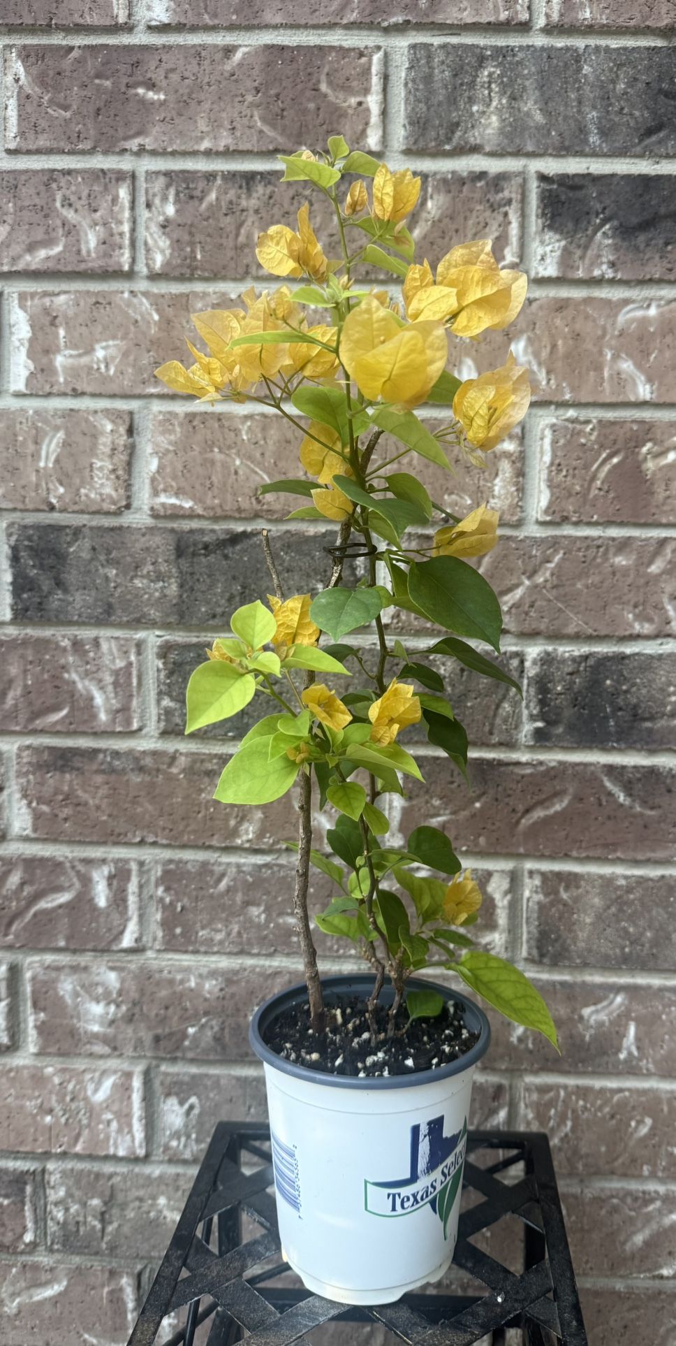 Bougainvillea California Gold Plant Blooming 