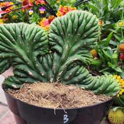 Large Crested Pendro Cactus