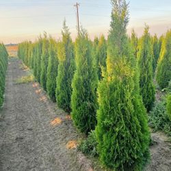 Privacy trees Free Delivery 