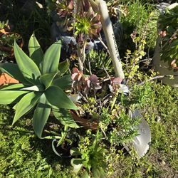 Variety Of Succulents and Agave. 