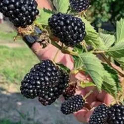 BlackBerry  Thornless Mora Negra Fast No Espinas!