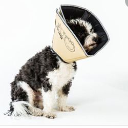 Comfy After Neutered Care Collar