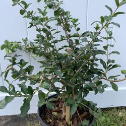 Barbados Cherry Tree With Flower (2-3 Ft Tall,1 Galon Pot)Ready To Bear Fruit