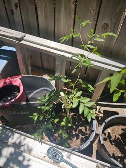 Jujubi Fruit Tree