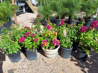 bougainvillea bush