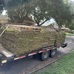 Grass SOd