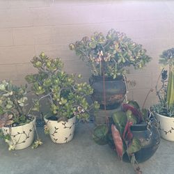 5 Potted Plants