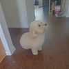 Copper's Mama