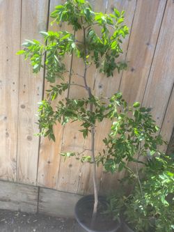 Jujube sweet apple tree 4 ft tall $60