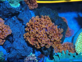Atomic broccoli macroalgae