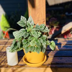 Live indoor Silver Ripple Peperomia plant in a ceramic planter pot with base—firm price