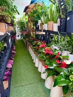 Plants (6”pot🌿Red, Black & purple Anthurium $15 each)