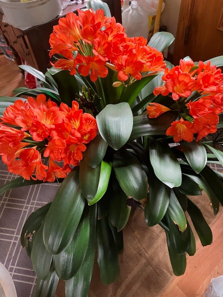 Clivia