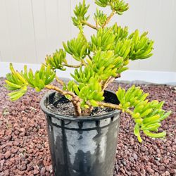 Crassula Ovata Gollum, jade skinny finger succulent plant.