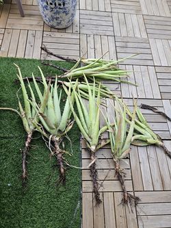 ALOE VERA PLANTS