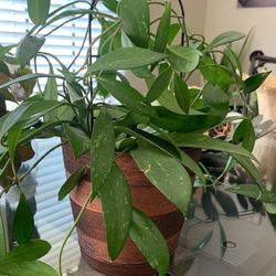 Hoya Pubicalyx 