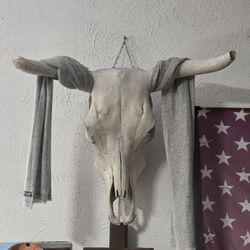 Bull Skull 