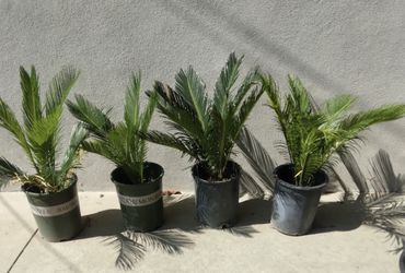 Sega Palms