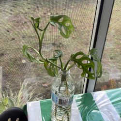 Rooted Monstera & Pothos Clippings