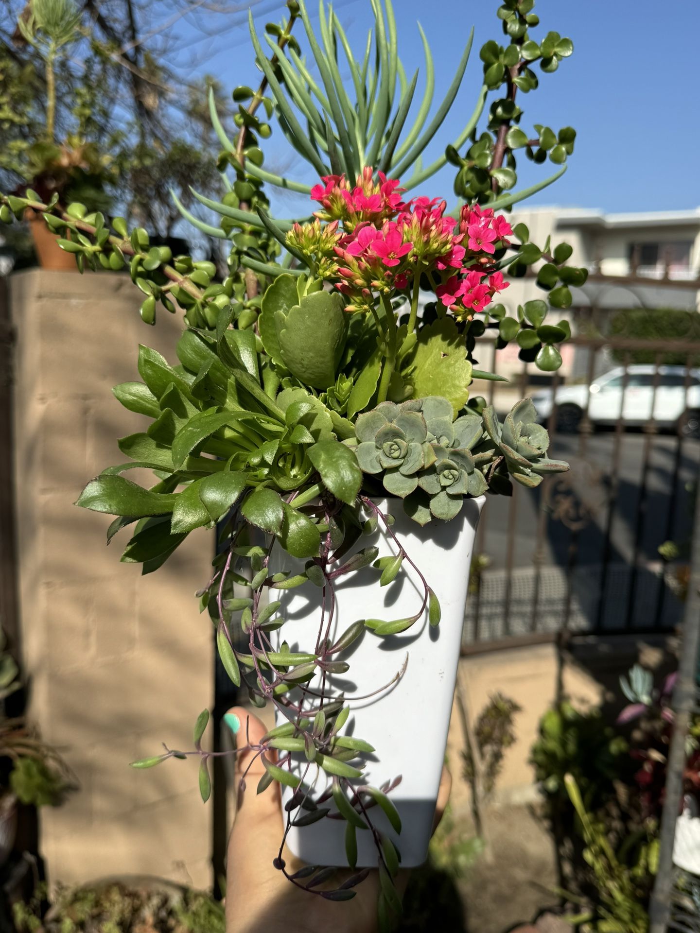 Beautiful Succulent Pot