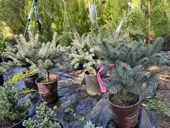 Picea Glubosa High 18” And Low