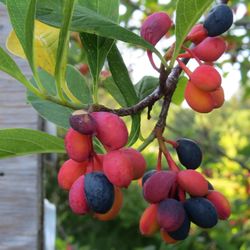 Oso Berry Aka Indian Plum (Oemleria cerasiformis) – Pacific Northwest Native