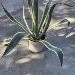 Big Pot Agave Plant