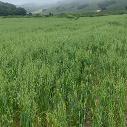 3 Way Forage Grain Hay : Cows, Goat, Sheep, Horses And More . Locally Grown $15 With Free Local Delivery