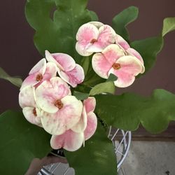 Crown Of Thorns In 6” Pot 