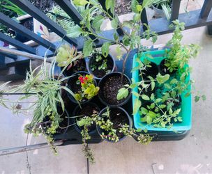 Plants